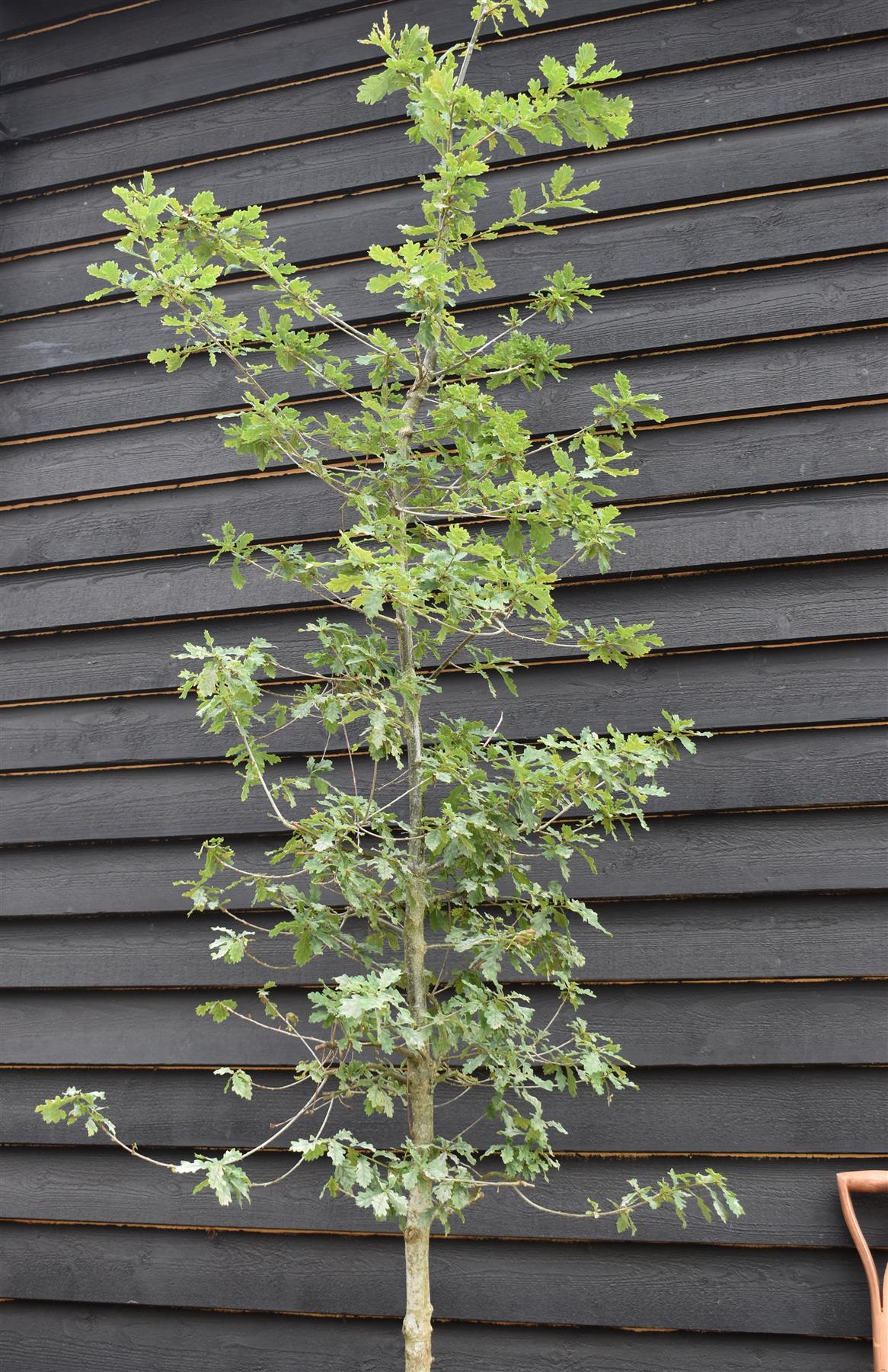 Quercus robur | English Oak - Height 250-350cm - Girth 12-14cm - 30lt