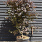 Acer palmatum 'Bloodgood' | Bloodgood Japanese Maple - Height 200-240cm - 130lt