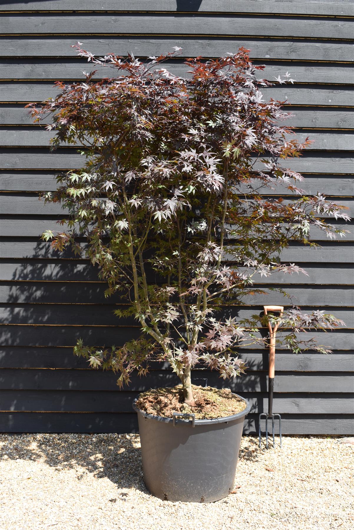 Acer palmatum 'Bloodgood' | Bloodgood Japanese Maple - Height 200-240cm - 130lt