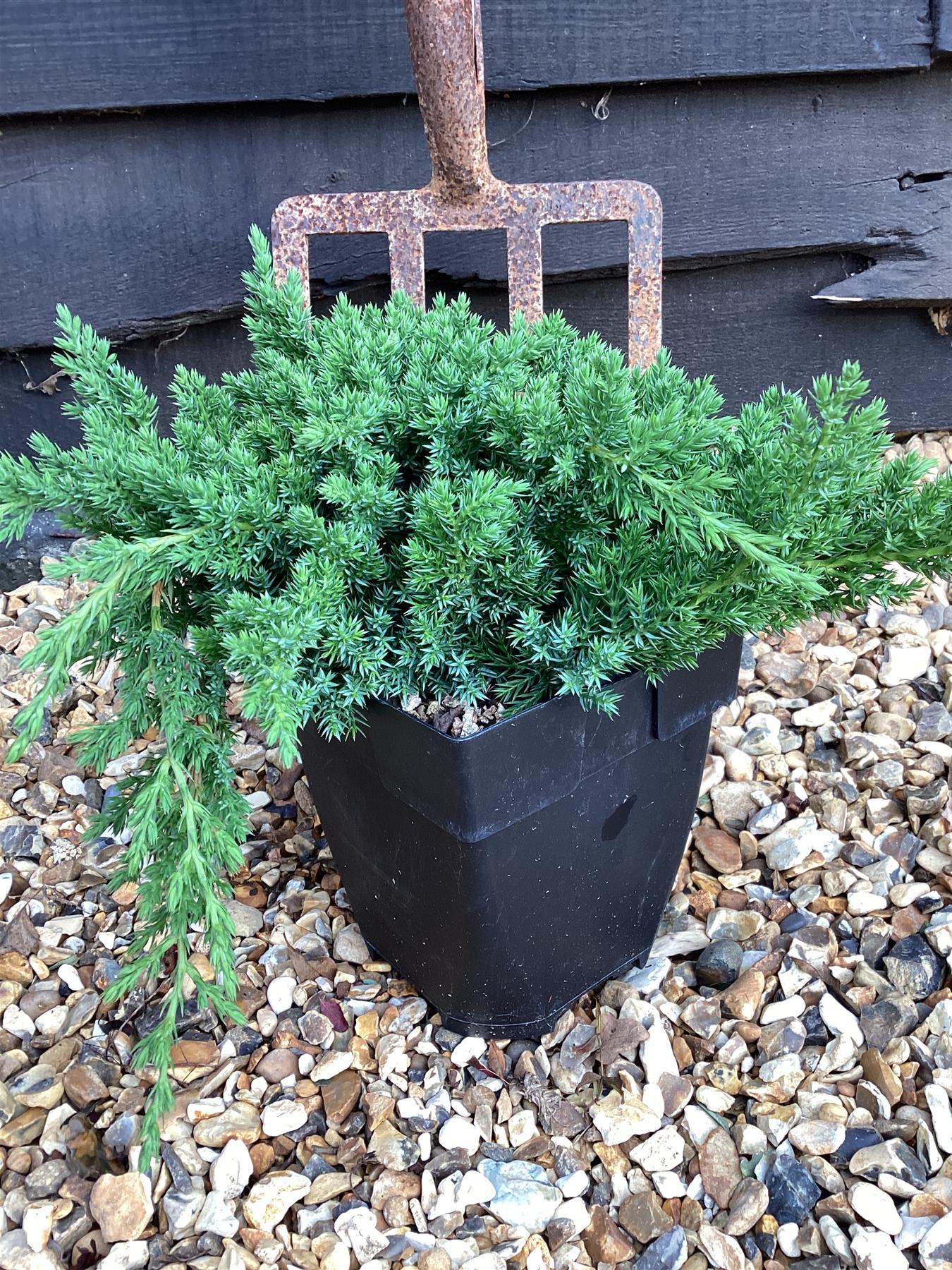 Juniperus procumbens 'Nana' - 40-50cm, 2lt