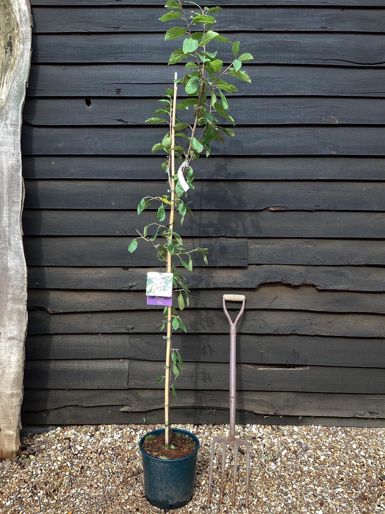 Plum 'Victoria' Half Standard | Prunus domestica -150-210cm - 12lt