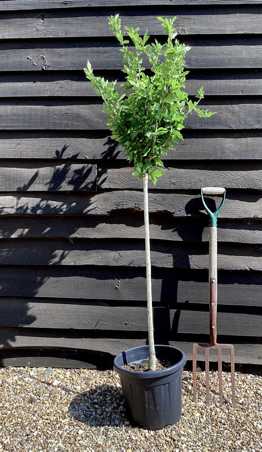 Hibiscus Tree 1/2 std | Rose of Sharon, Clear Stem - 150-160cm, 15lt