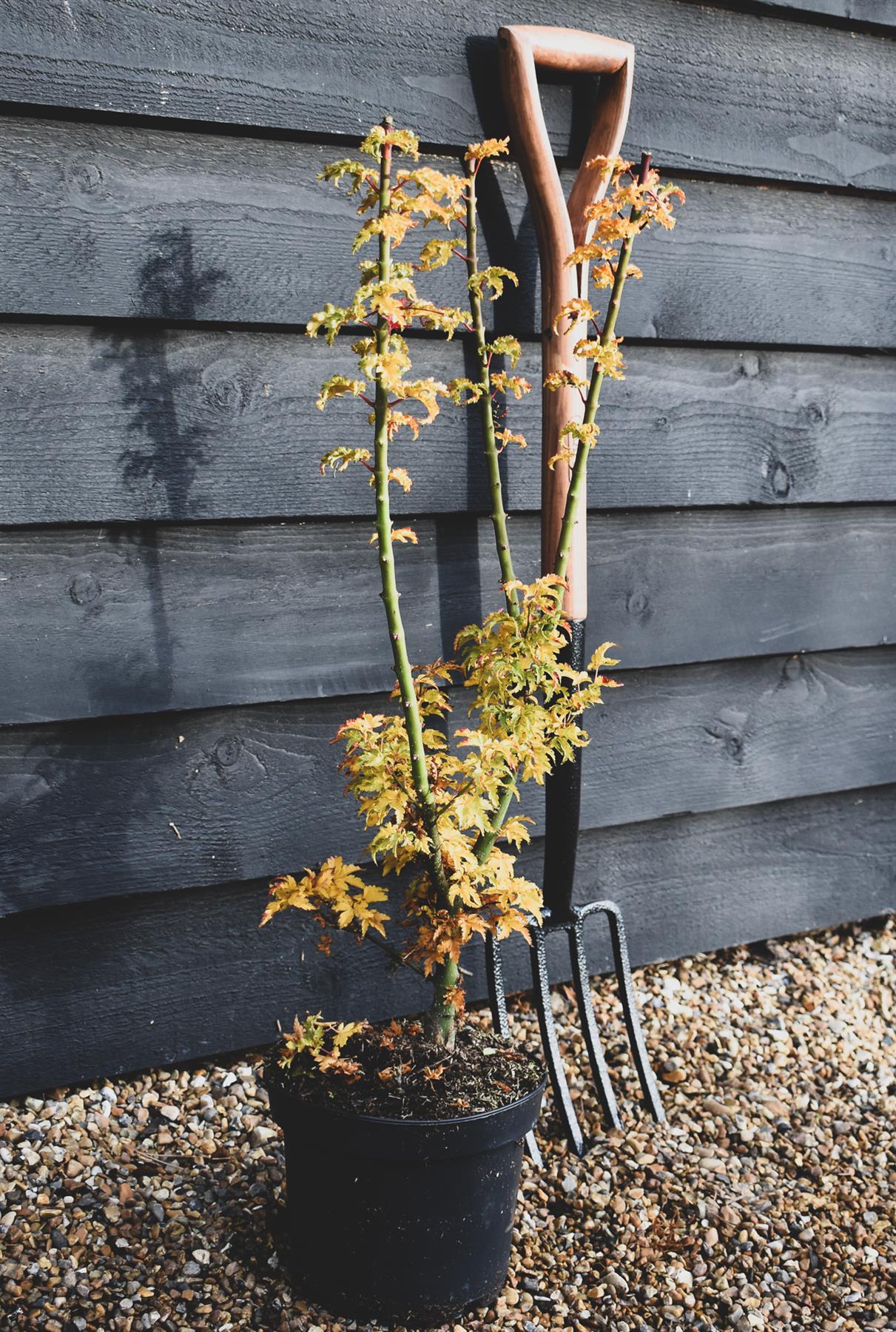 Shishi Gashira Maple | Acer palmatum 'Crispifolium'   - Bushy - Height 60-80cm - 18-20lt