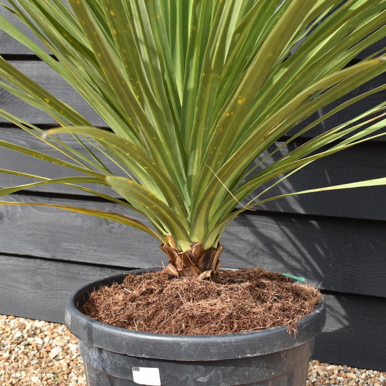 Cordyline australis | New Zealand Cabbage Palm - Stem 10-20cm - Height 90-110cm - 30lt