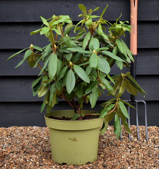 Rhododendron 'Blue Jay' - Shrub - Height 50-70cm - 10lt