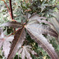 Japanese maple 'Skeeter's Broom' | Acer palmatum - Clear Stem 90cm - Height 180-220cm - 35lt