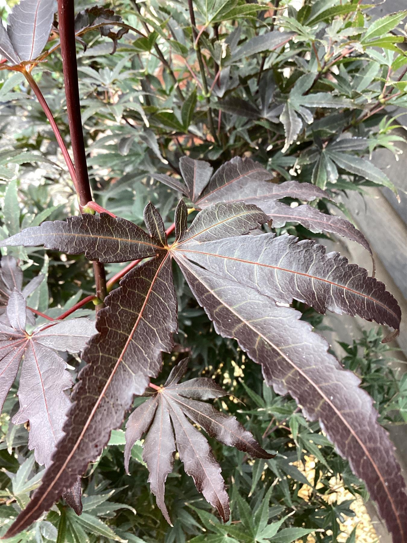 Japanese maple 'Skeeter's Broom' | Acer palmatum - Clear Stem 90cm - Height 180-220cm - 35lt