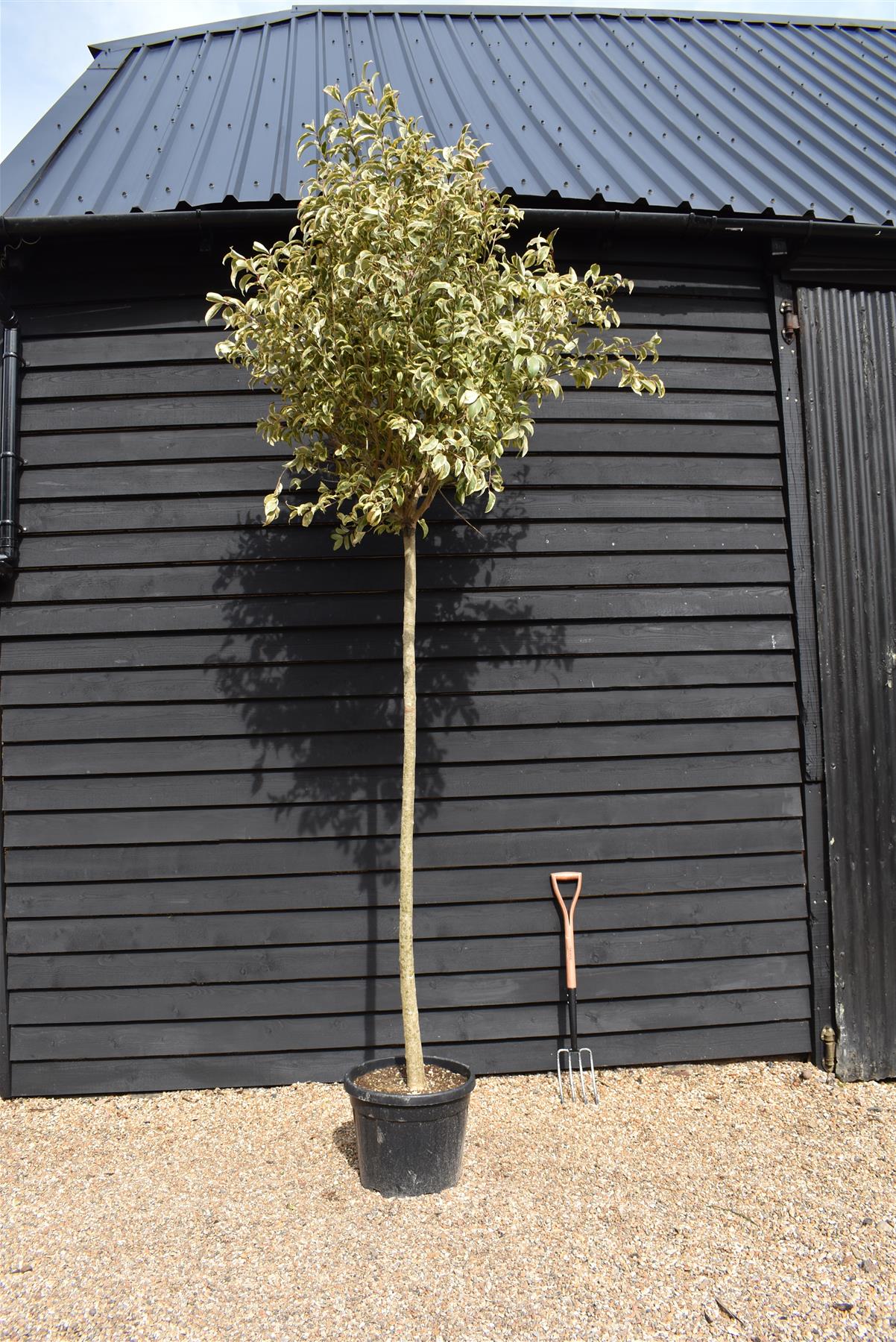 Ligustrum Japonica 'Variegatum' | Japanese Privet - Clear Stem - Girth 12-14cm - Height - 280-320cm - 35lt