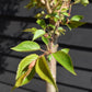 Prunus subhirtella Autumnalis Rosea| Winter-Flowering Cherry 'Autumnalis Rosea' - Half Standard - 180-210cm - 25lt