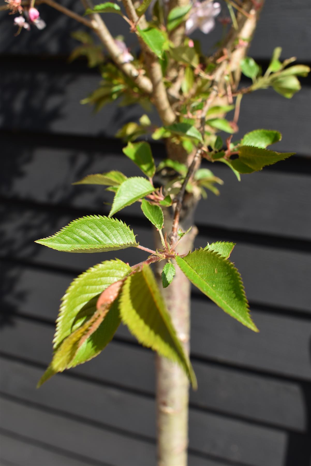 Prunus subhirtella Autumnalis Rosea| Winter-Flowering Cherry 'Autumnalis Rosea' - Half Standard - 180-210cm - 25lt