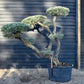 Olive Tree | Olea Europea - Specimen - Triple branch cloud - 7 Clouds plated - Height 200cm - 285lt