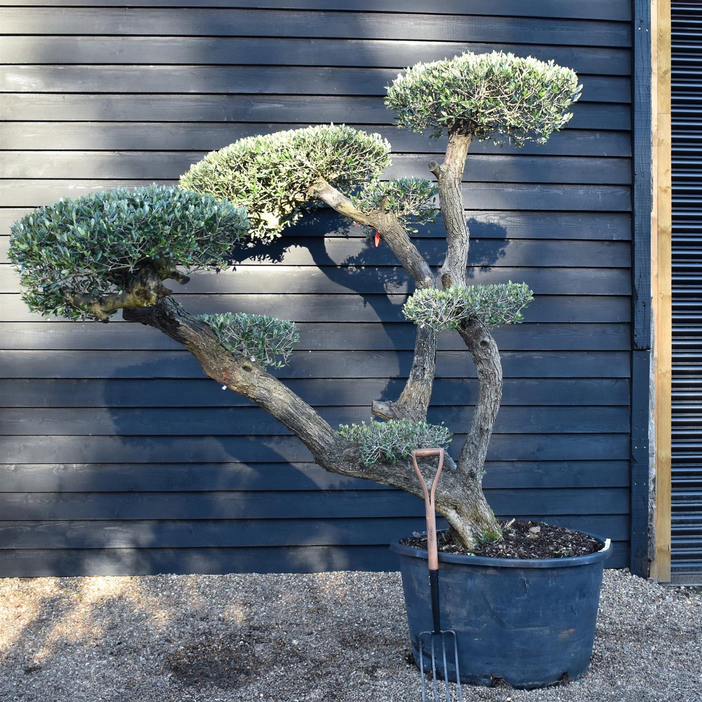 Olive Tree | Olea Europea - Specimen - Triple branch cloud - 7 Clouds plated - Height 200cm - 285lt