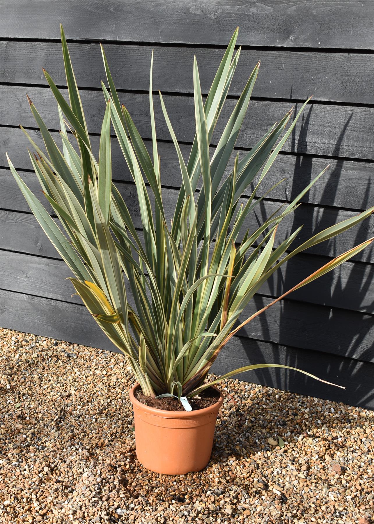 Phormium tenax 'Variegatum' | Variegated New Zealand Flax - 100-130cm, 25lt