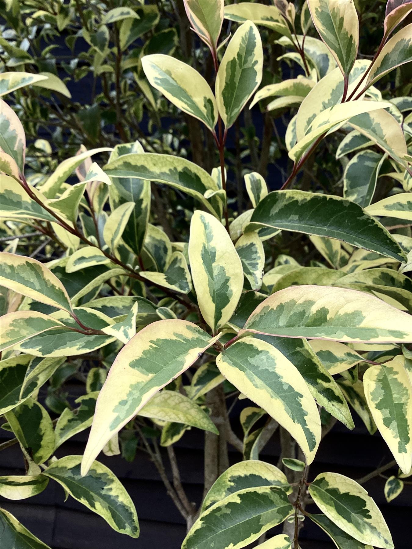 Ligustrum Japonica 'Variegatum' - Parachute | Japanese Privet - 210-250cm - 70lt'