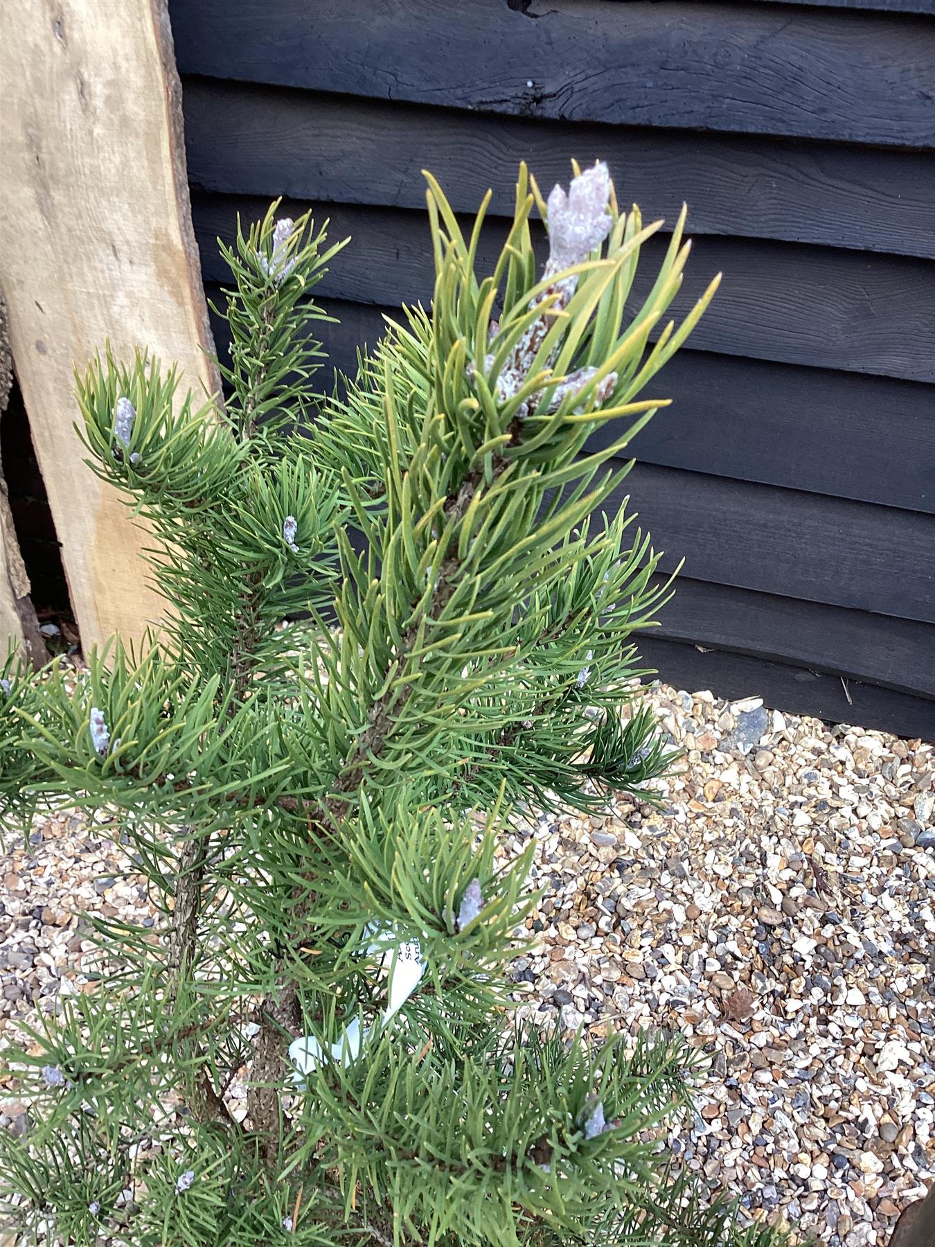 Pinus Banksiana Kimmenholz | Pinus banksiana 'Kimmenholz' Jack Pine - Height 85cm - Width 60-70cm - 18lt