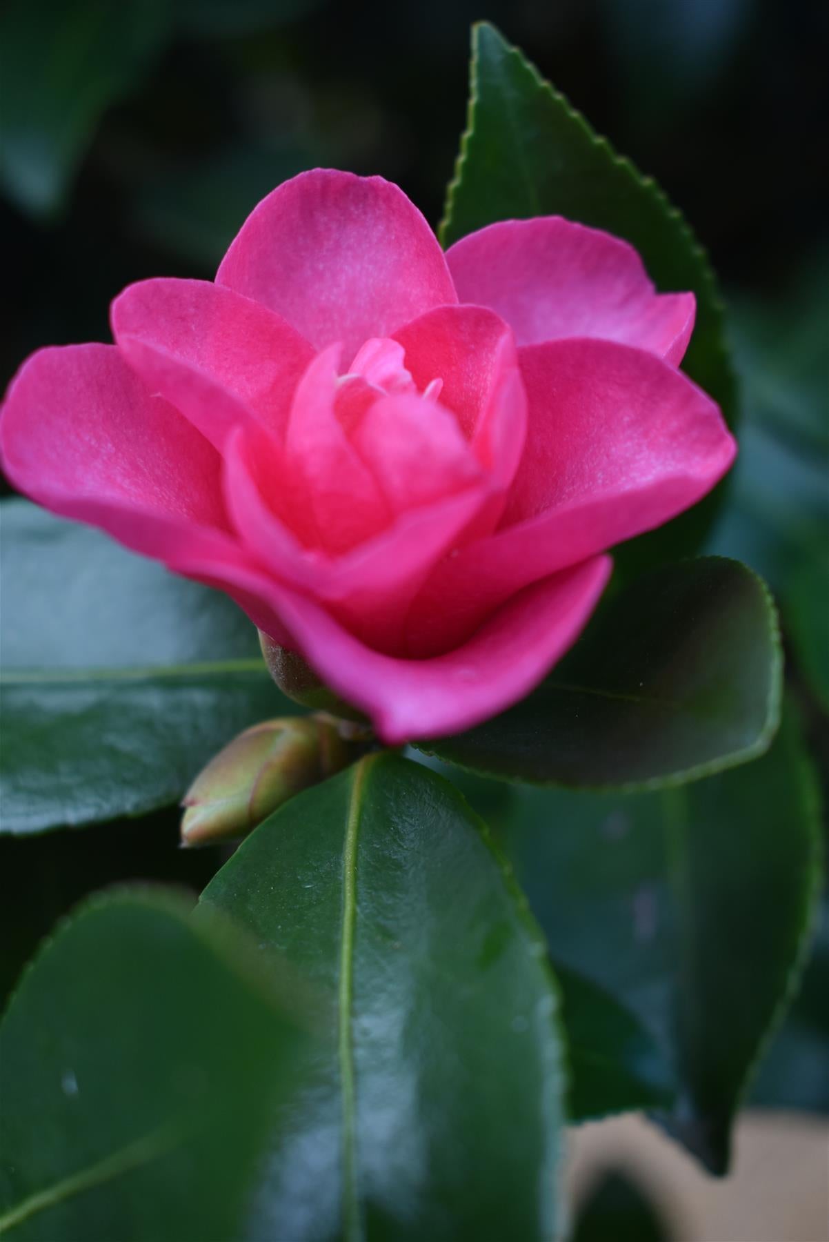 Camellia sasanqua - Multistem - Large Shrub - Height 250-270cm - 180lt