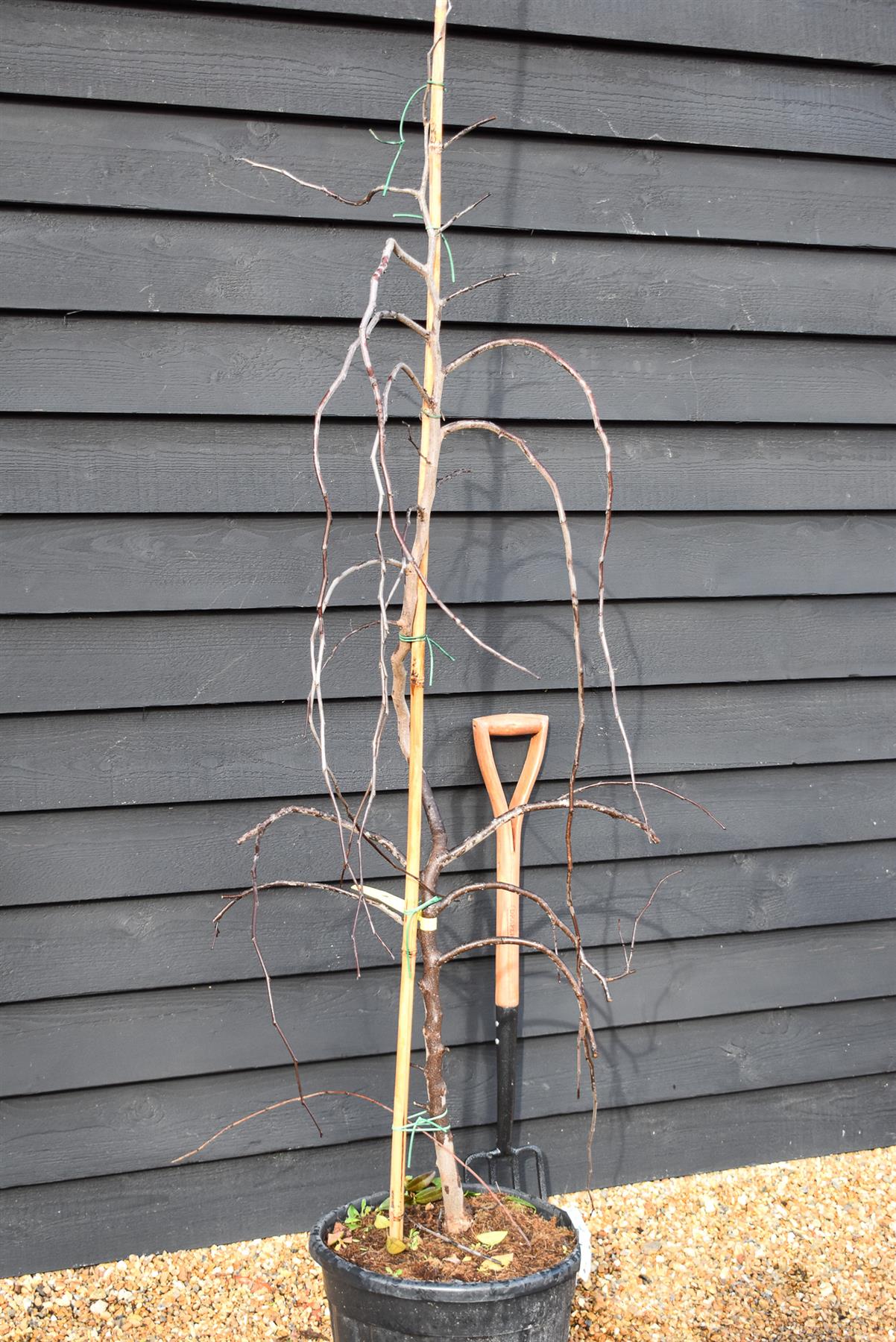 Cercis canadensis 'Ruby Falls' | Eastern Redbud - Twisted stem - Height 160-180cm - 30lt