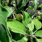 Apple tree 'Idared' | Malus domestica - 150-160cm - 10lt