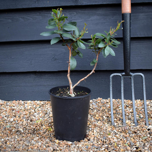 Arbutus unedo | Strawberry Tree - 20-25cm, 3lt