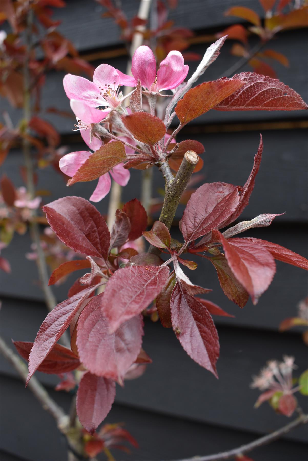 Malus Neville Copeman | Purple Crab Apple Tree, Clear Stem - 200-250cm, 10lt