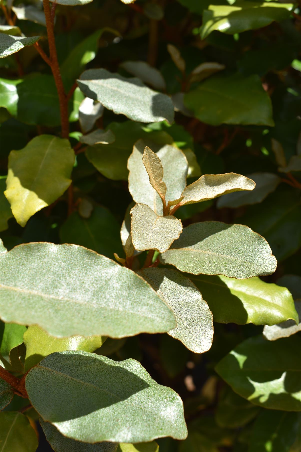 Elaeagnus Ebbingei Compacta | Oleaster 'Compacta' - 1/2 std Clear Stem - 170/180cm, 30lt