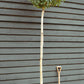 Portuguese Laurel Tree | Prunus Lusitanica - Clear Stem - Girth 12-14cm - Height - 260-280cm - 70lt