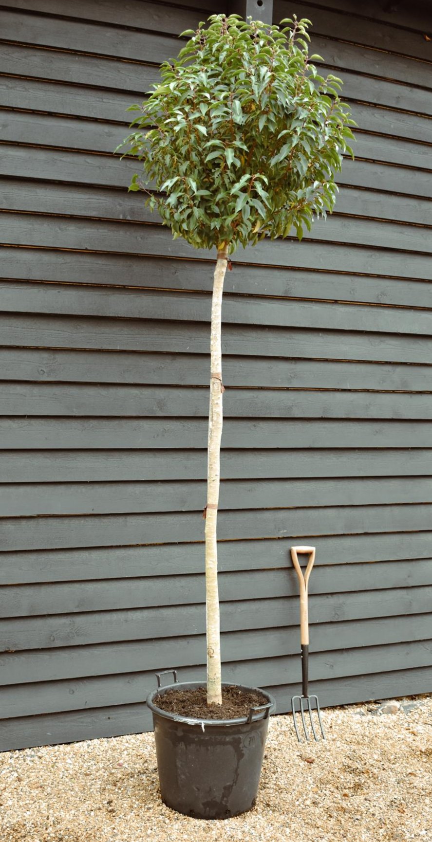 Portuguese Laurel Tree | Prunus Lusitanica - Clear Stem - Girth 12-14cm - Height - 260-280cm - 70lt