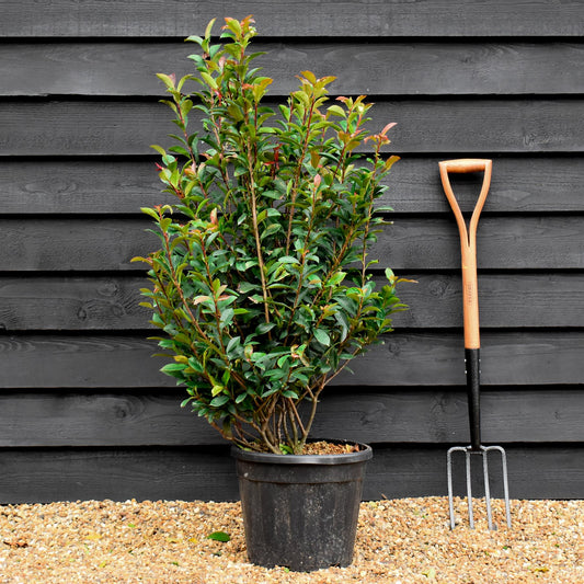 Photinia Red Robin | Christmas berry 'Red Robin' - Compacta - Height 140-160cm - 18lt