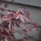 Acer palmatum 'Black Lace' | Japanese maple 'Beni-otake' - 150-200cm, 10lt