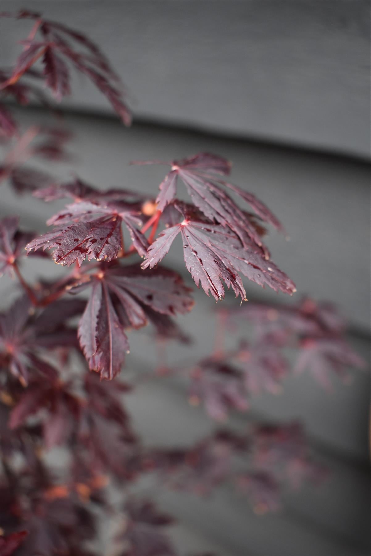 Acer palmatum 'Black Lace' | Japanese maple 'Beni-otake' - 150-200cm, 10lt