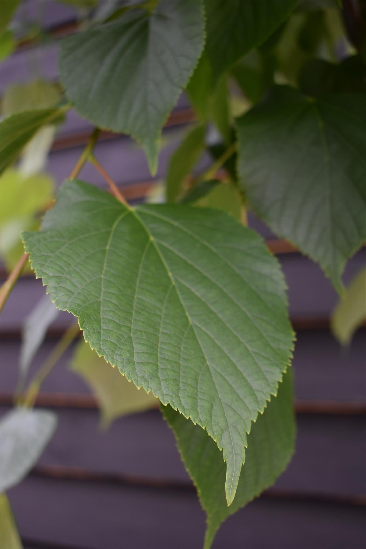 Tilia cordata Pallida - Clear Stem - Standard - Girth 12-14cm - Height 380-390cm - 55lt