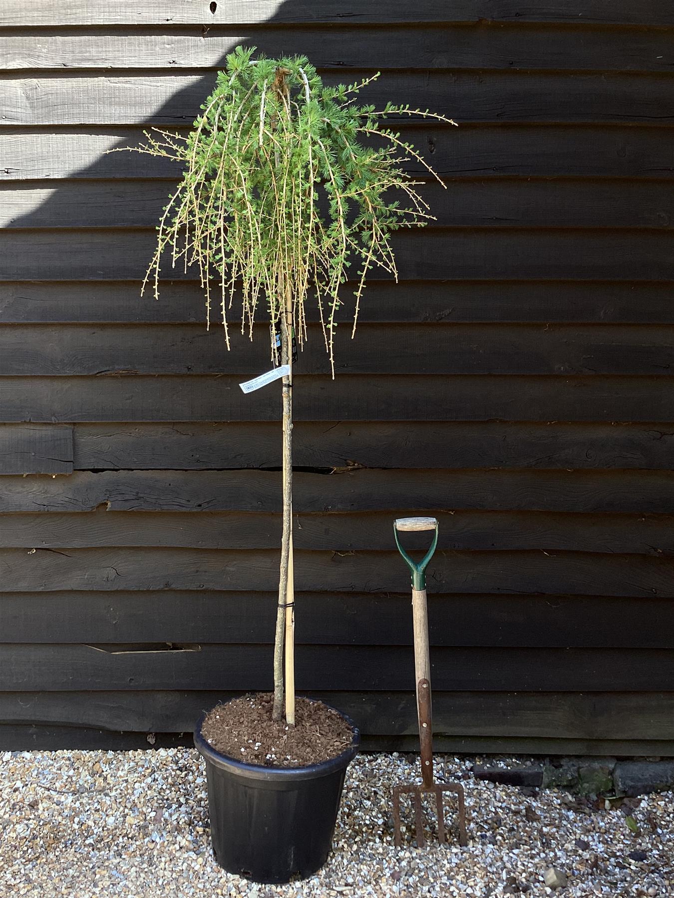 Larix decidua 'Puli' | Weeping European Larch - Clear Stem - 120-140cm - 35lt