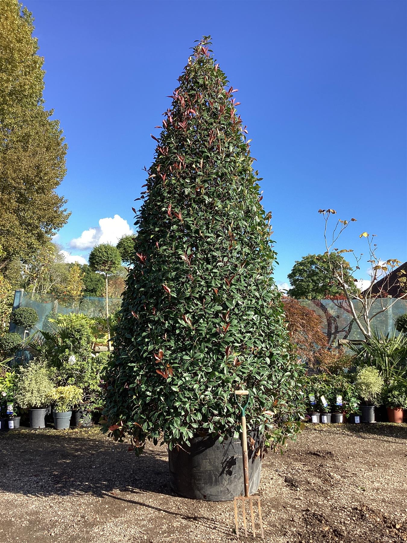 Photinia Red Robin | Christmas berry 'Little Red Robin' - Cone - 400-450cm, 375lt