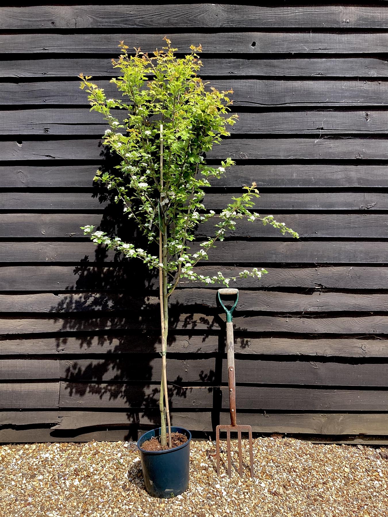 Crataegus Laevigata 'Plena' | White Flowering Hawthorn Tree - 140-180cm, 10lt