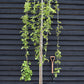 Morus alba 'Pendula' | Weeping White Mulberry - Girth 10cm - 230-250cm - 40lt