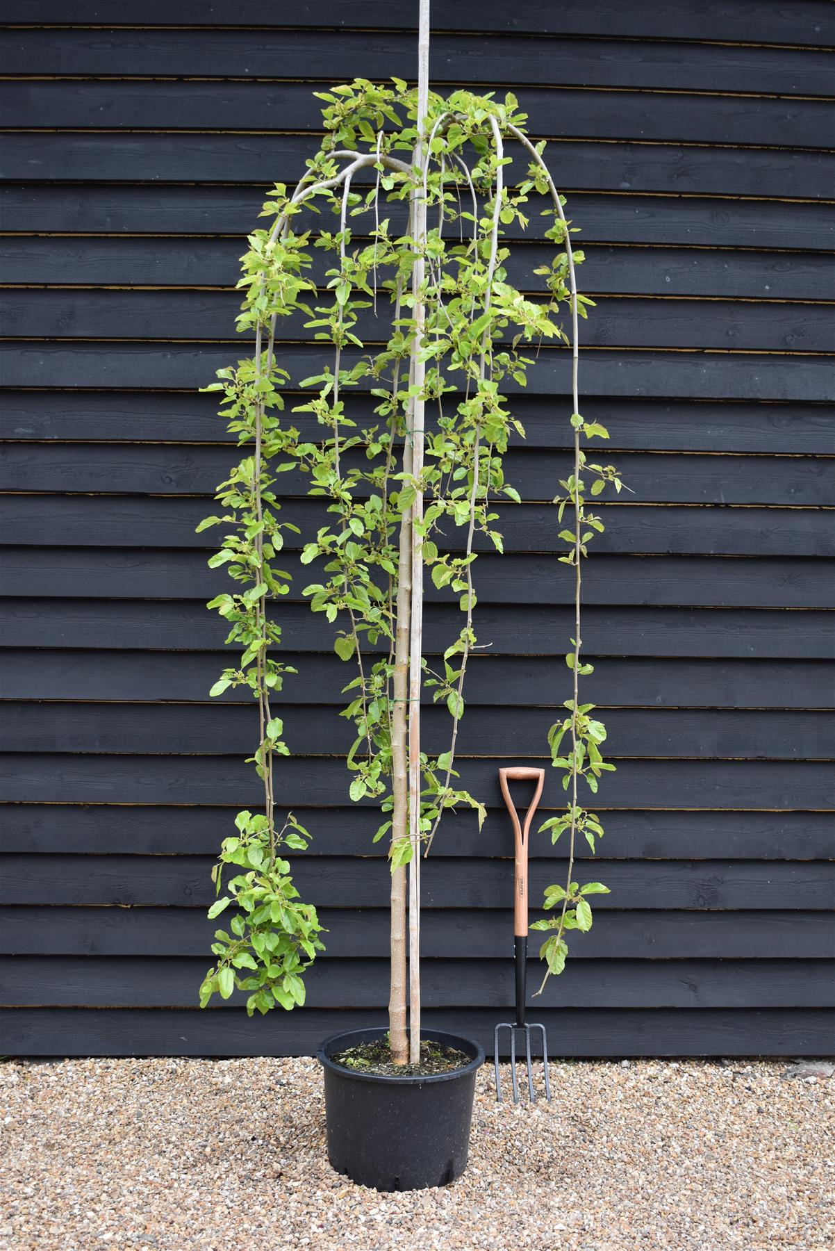 Morus alba 'Pendula' | Weeping White Mulberry - Girth 10cm - 230-250cm - 40lt