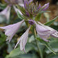 Hosta Waterslide | Plantain Lily 'Waterslide' - 15-25cm, 3lt