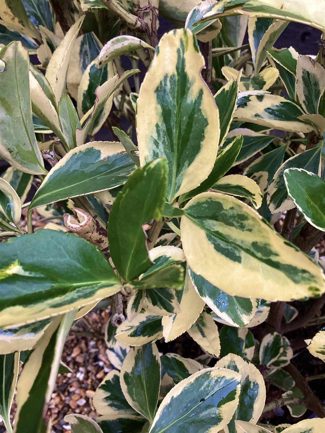 Euonymus Japonicus 'Bravo' - 60/80cm, 10lt