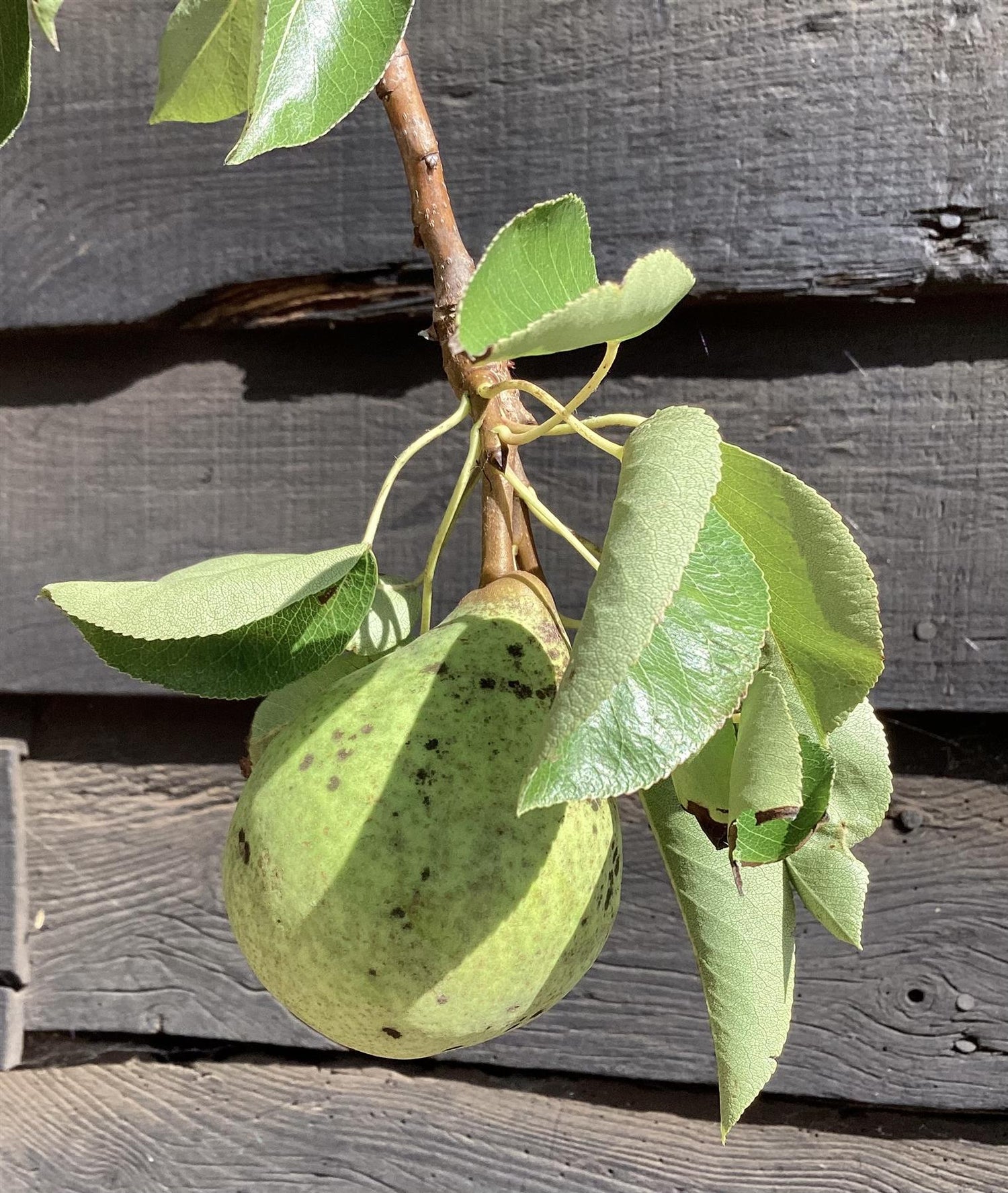 Pear 'Williams' Bon Chretien' | Pyrus communis - Half Standard - Height 160-180cm - 20lt