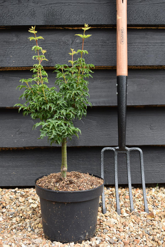 Shishi Gashira Maple | Acer Palmatum 'Crispifolium' Lion's Head Japanese Maple - Height 50-70cm - 4lt