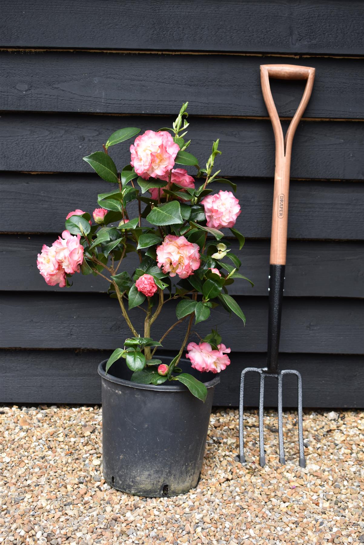 Camellia japonica 'Nuccio's Jewel' - 60-70cm - 12lt