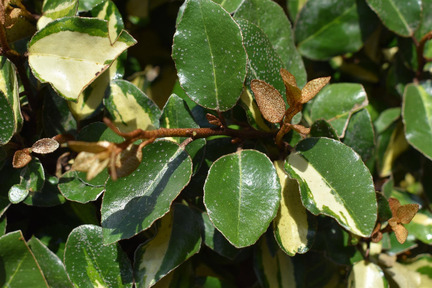 Elaeagnus 'Maryline' - Ball | Evergreen Silverthorn - 60-70cm, 30lt