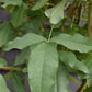 Laburnum x watereri 'Vossii' | Golden Chain Tree  - Girth 8-10cm - Height 280-300cm, 45lt