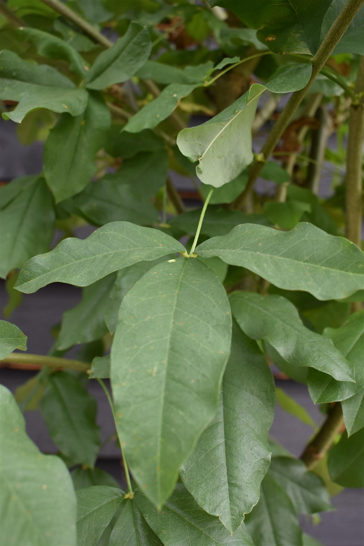 Laburnum x watereri 'Vossii' | Golden Chain Tree  - Girth 8-10cm - Height 280-300cm, 45lt