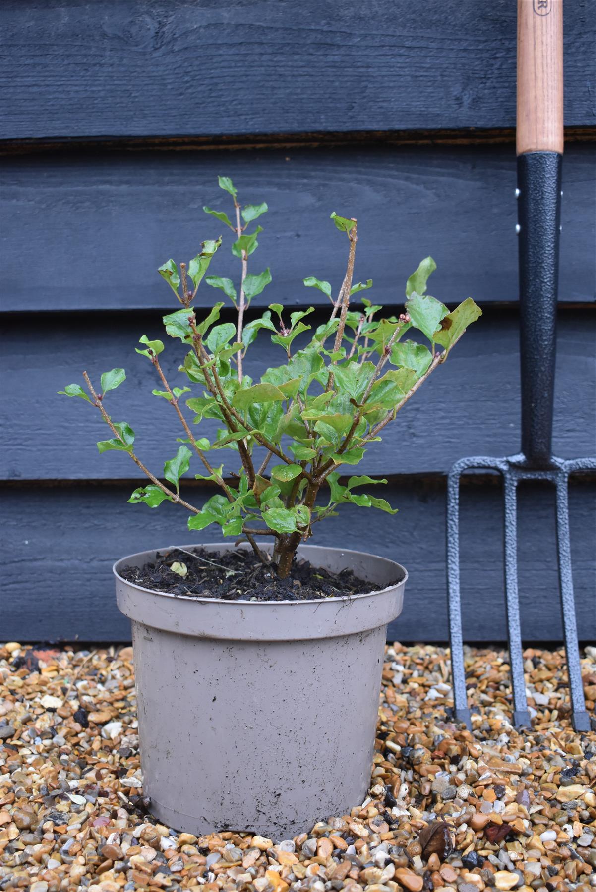 Syringa meyeri 'Palibin' - Shrub - 20-40cm - 5lt