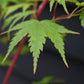 Red Bark Japanese Maple | Acer palmatum 'Sango-kaku' | Red Bark Maple - Bushy - Height 200-250cm - 55lt