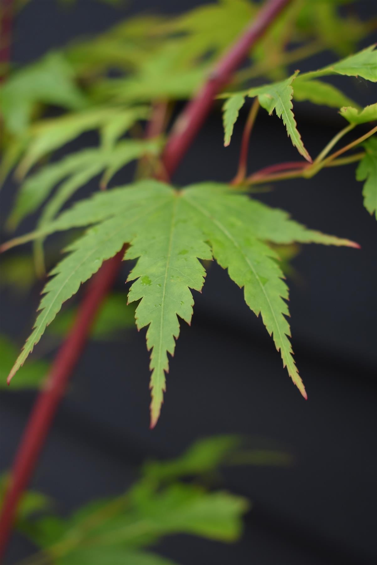 Red Bark Japanese Maple | Acer palmatum 'Sango-kaku' | Red Bark Maple - Bushy - Height 200-250cm - 55lt