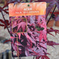 Japanese maple 'Red Emperor' | Acer palmatum - Height 130-150cm - 18-20lt