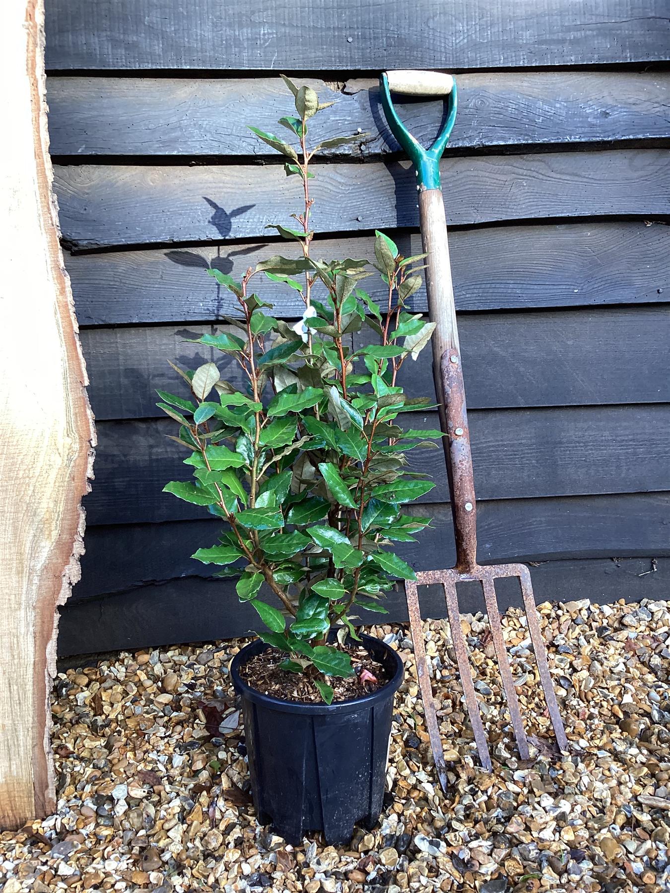 Elaeagnus ebbingei Compacta - 20-50cm, 5lt