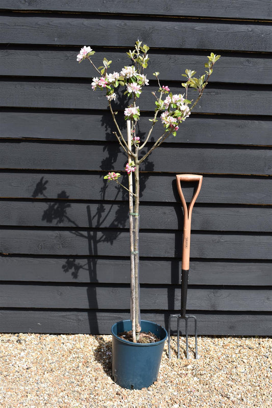 Apple tree 'Sunset' | Malus domestica - 150-160cm - 10lt